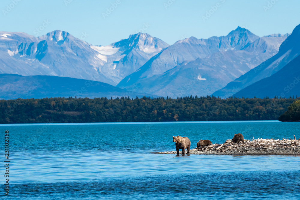Naklejka premium Rodzina niedźwiedzi brunatnych, siać z trzema młodymi na mierzei w jeziorze Naknek, Park Narodowy Katmai, Alaska, USA