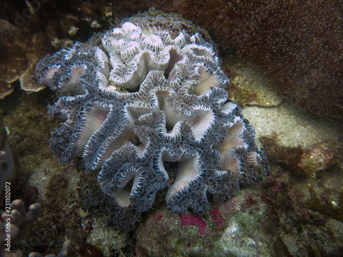 Bubble coral found at coral reef area at Tioman island, Malaysia photo