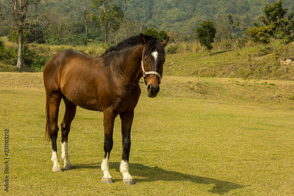 Obraz premium portrait of strong horse in grass field in sunny day,animal,stallion