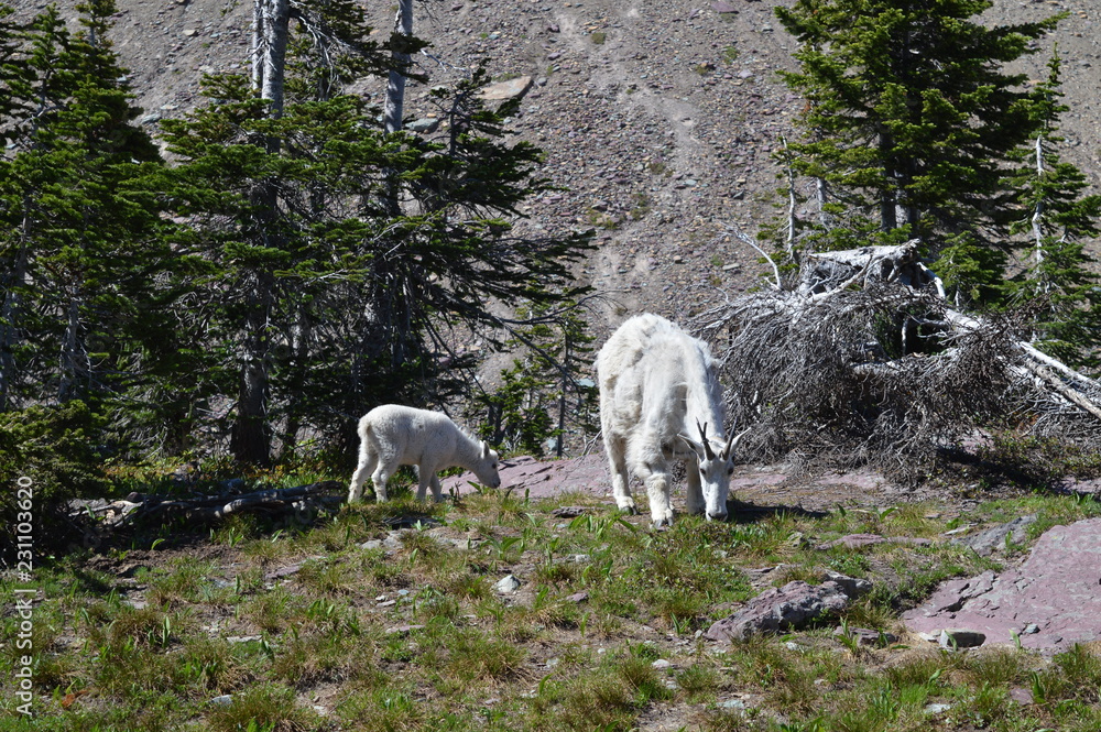 Fototapeta premium Baby Mountain Goat in Mountains