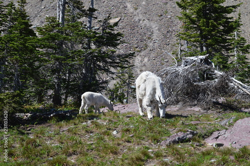 Baby Mountain Goat in Mountains