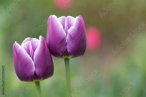 two white and purple tulip