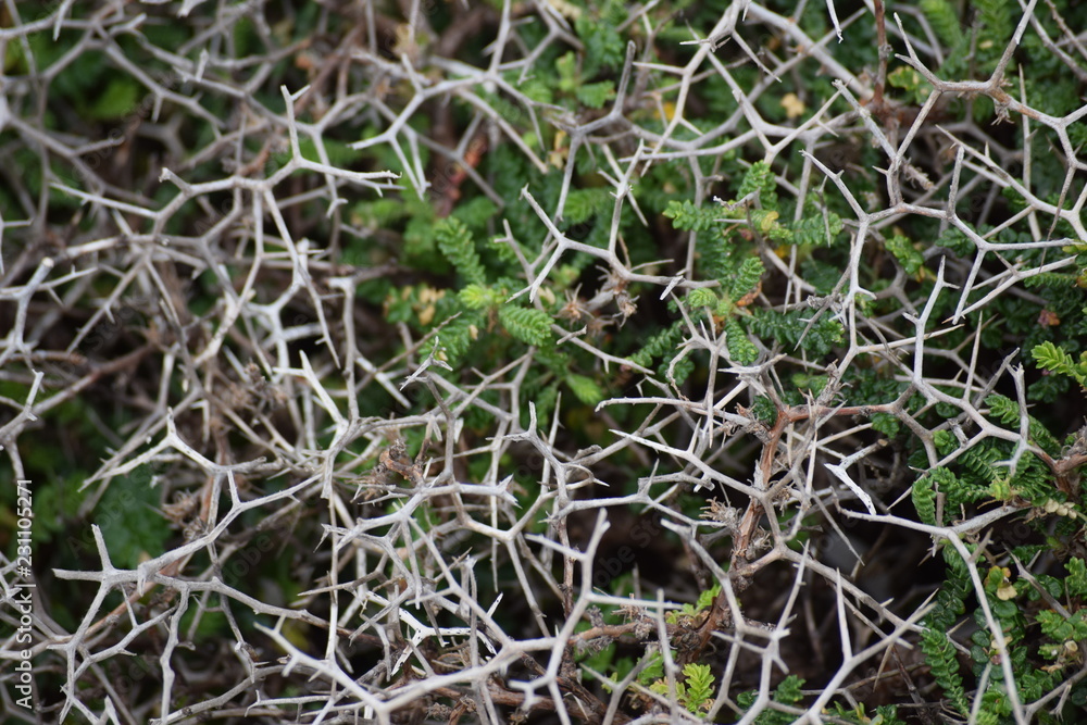 Obraz premium Skeletal bush