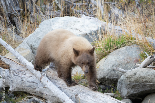 Cinnamon Colored Bear Cub