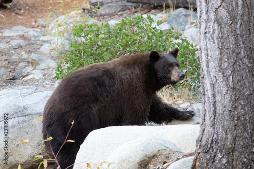 Mother Brown Bear Walking