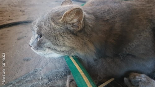 old cat basking in the autumn sun in a country house photo