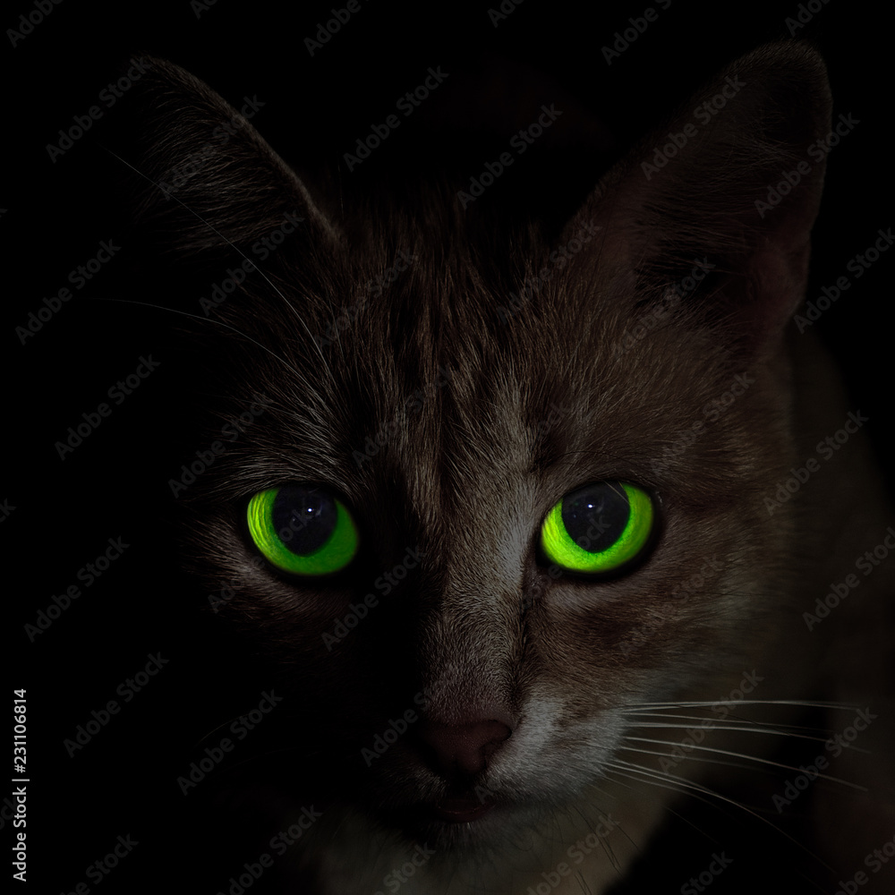 full face portrait of creepy green-eyed cat in darkness