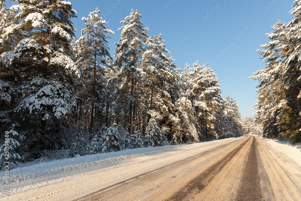 Obraz premium Trees in winter ,