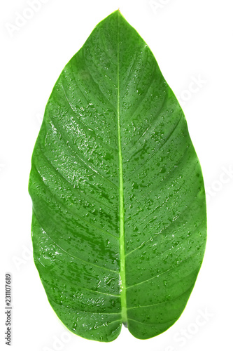 Tropical leaves on white background.