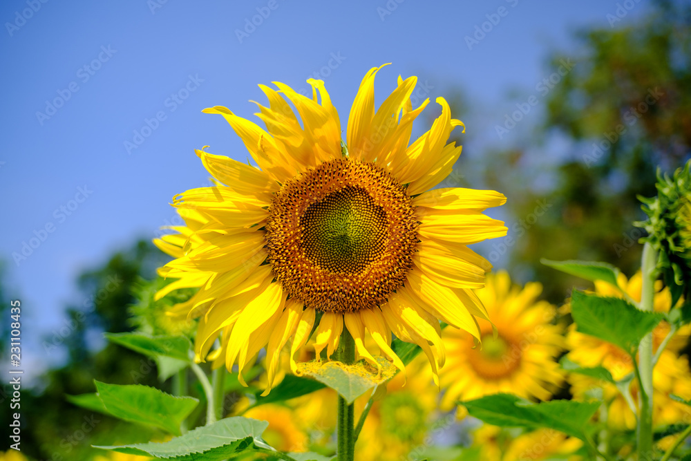 The bright yellow sunflower is blending with warm sunshine. The bright yellow sunflower is blending with warm sunshine.