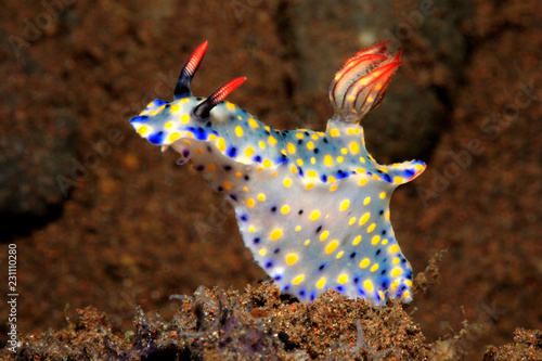 Fototapeta Nudibranch, Hypselodoris roo