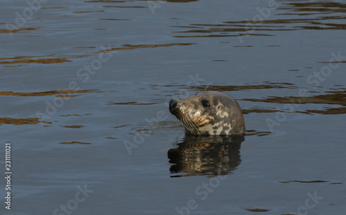 A beautiful Grey Seal (Halichoerus grypus) poking its head out of the sea in the harbour in Burghead Scotland.