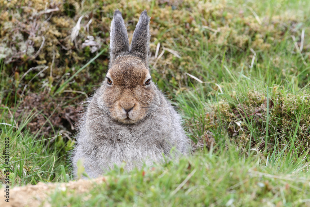 Fototapeta premium A magnificent Mountain Hare (Lepus timidus) in the highlands of Scotland in its brown summer coat, sheltering in a 'form', which is simply a shallow depression in the ground or heather.