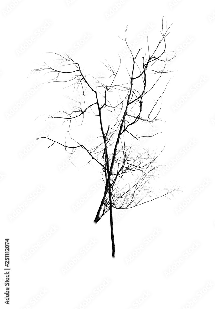 Fototapeta premium Dead tree silhouette isolated on white background