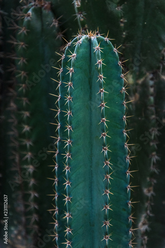 Cactus at the garden with green nature background. Minimal style for cactus trendy.