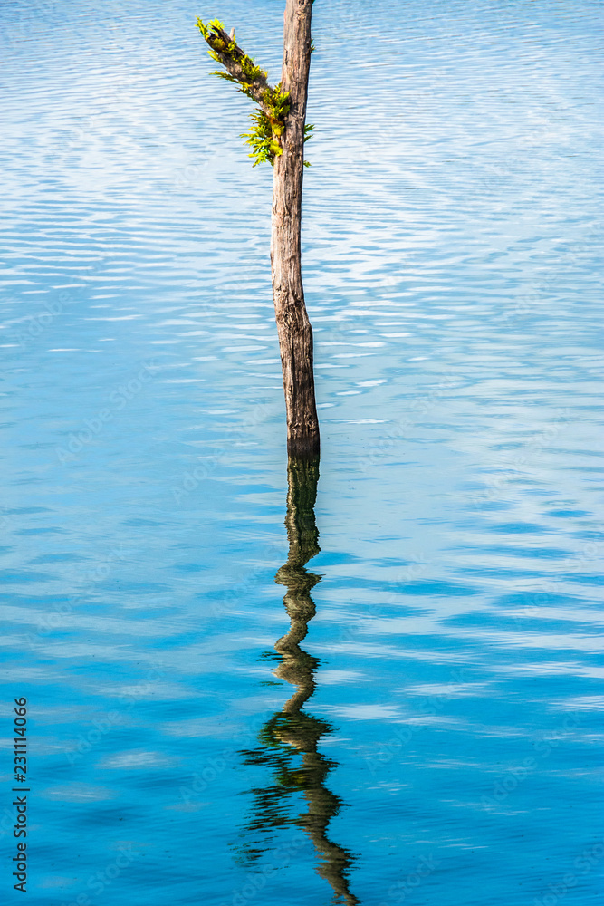 Beautiful tree landscape with ripple background. Beautiful tree landscape with ripple background.