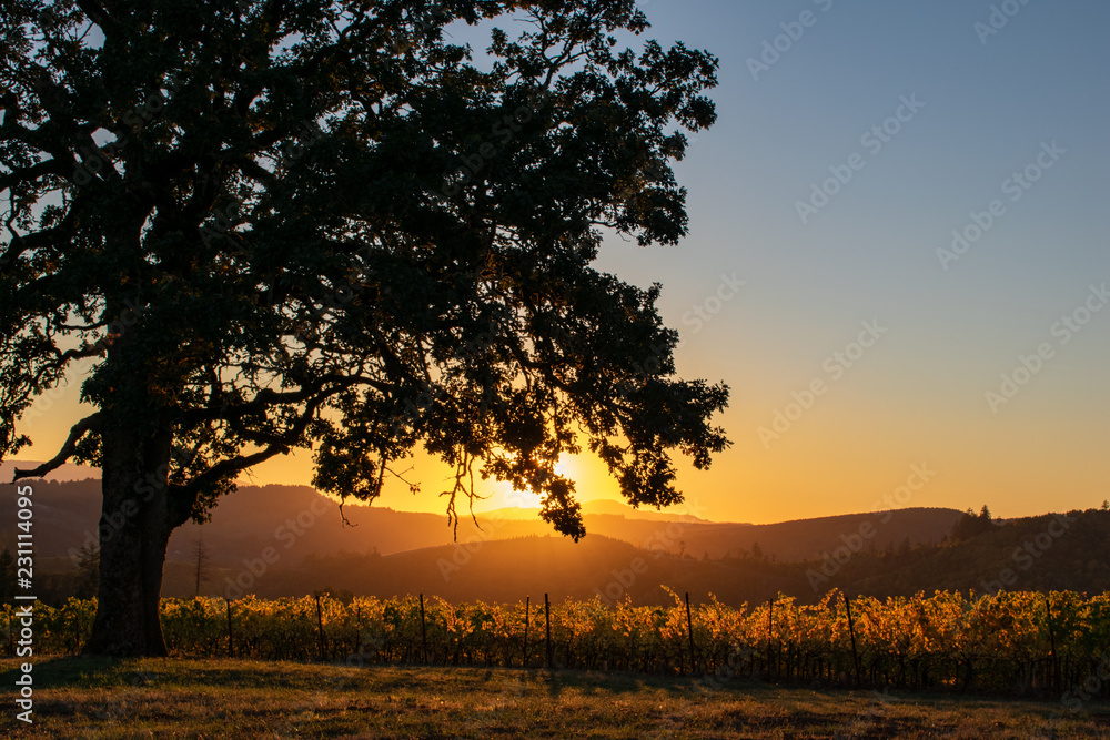 Sunset glows on the hazy hills behind a hilltop view of an Oregon vineyard in fall, with an iconic oak tree in the foreground.