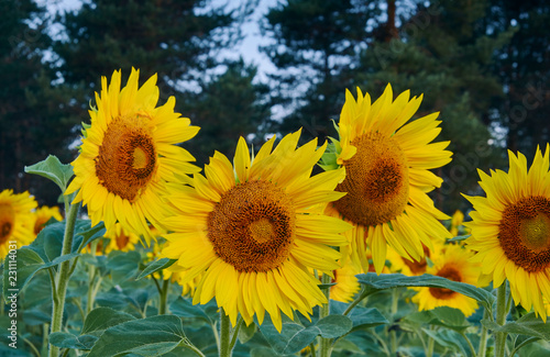 Fototapeta Naklejka Na Ścianę i Meble -  Sunflowers on a sunny summer day with some trees in the background