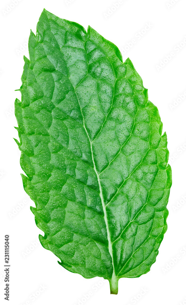 Obraz premium mint leaves isolated