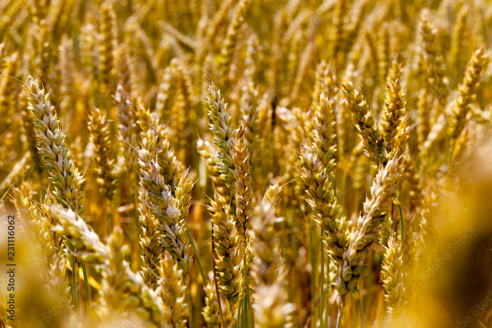 Fototapeta premium rye in the field