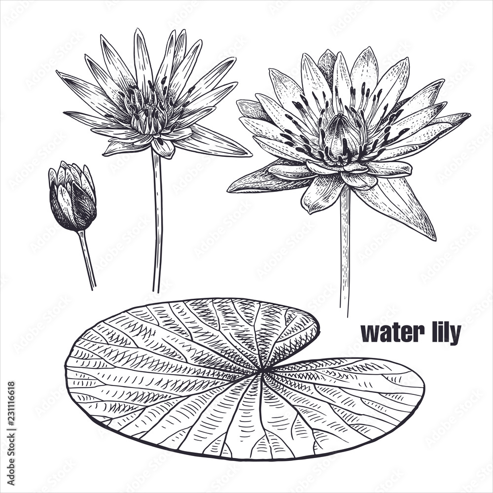 Realistic Water lily flowers. Vector illustration.