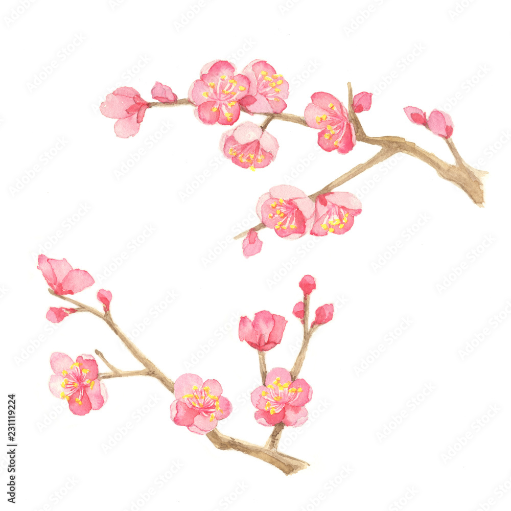 梅 水彩イラスト Stock イラスト Adobe Stock