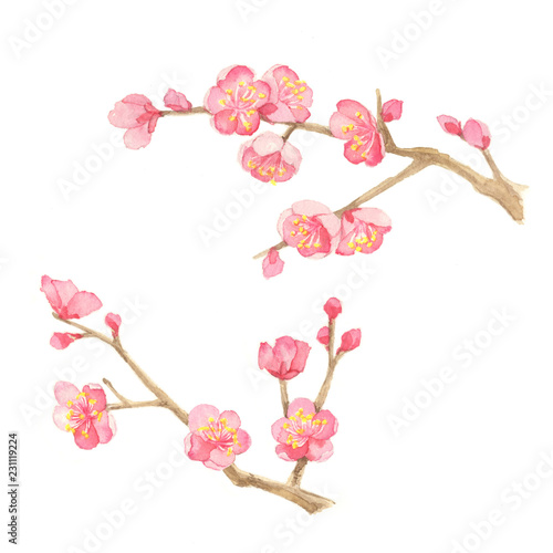 梅　水彩イラスト