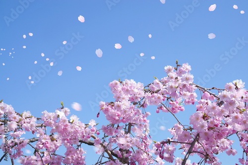 満開の桜（青空に舞い上がる花びら）