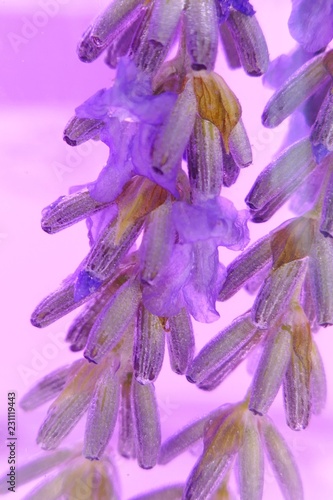 lavender extract.lavender flowers close up in purple liquid in a glass flask.Aroma of lavender.