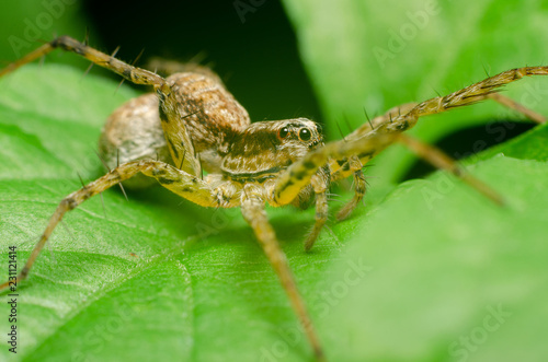 spider in nature