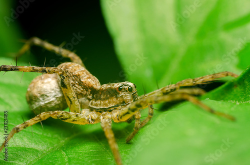 spider in nature