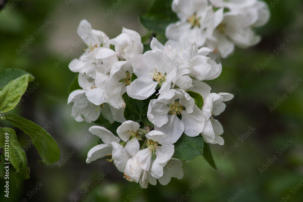 Obraz premium Flowers / Цветы