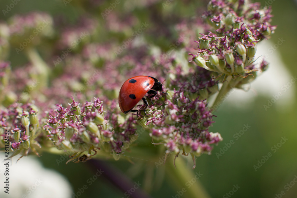Fototapeta premium Божья Коровка / ladybug