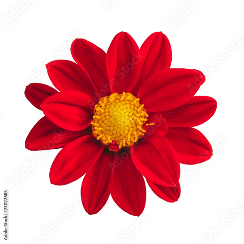Isolated red mexican sunflower on white background