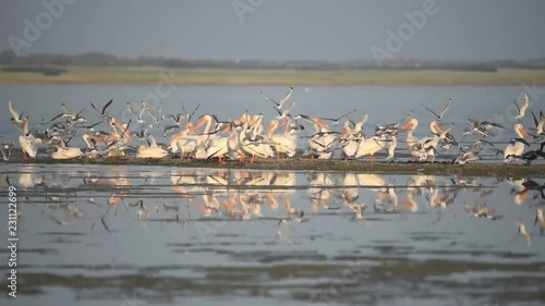 Pelicans,cormorants and Franklin Gulls on Last Mountain Lake in Saskatchewan photo