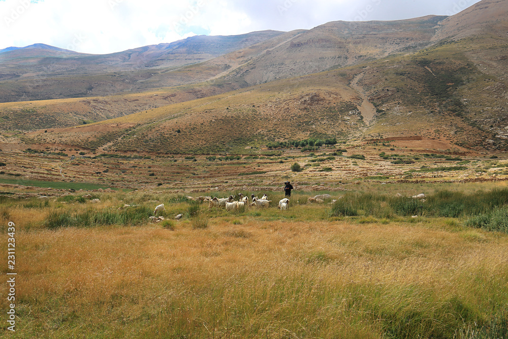 Obraz premium Goatherder in the High Mountains of Lebanon
