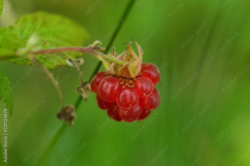 Wild raspberry berry ripe bright red on a green background