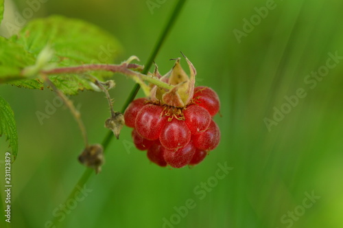 Obraz na płótnie Wild raspberry berry ripe bright red on a green background w salonie