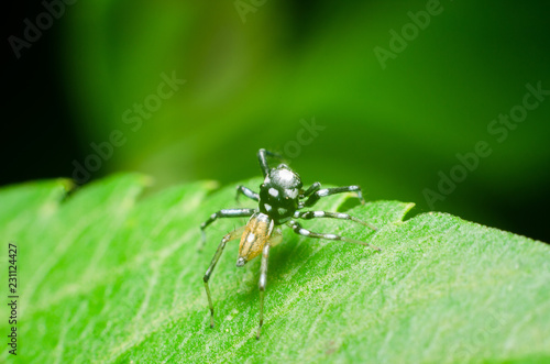 spider in nature