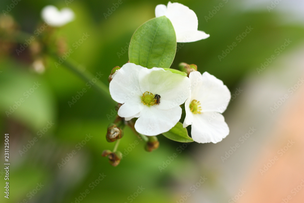Obraz premium a flower and blur background