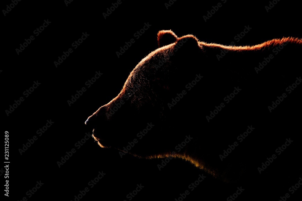 Obraz premium Kontur twarzy niedźwiedzia brunatnego w widoku z boku. Niedźwiedź twarz na czarnym tle.