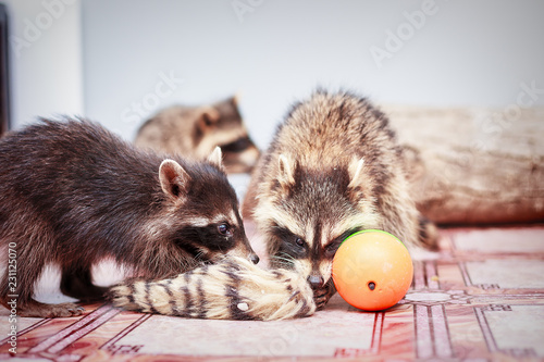portrait of little playful racoons animal playing with toy