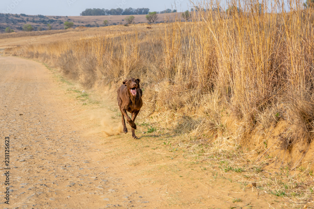 Brown Pointer running along a dirt road in country side Brown Pointer running along a dirt road in country side