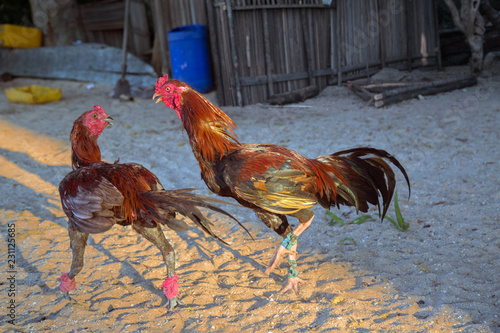 Two fighting cock in the village of Nosy Sakatia island, Madagascar