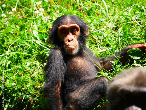 Bébé chimpanzé