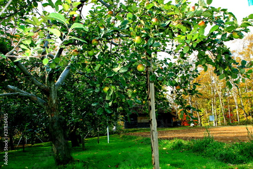 札幌のリンゴ農家の風景