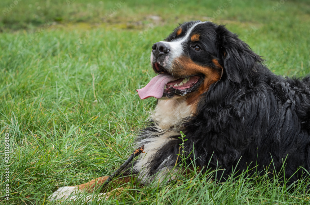 A dog of the Berner Sennenhund breed during a walk on the street
