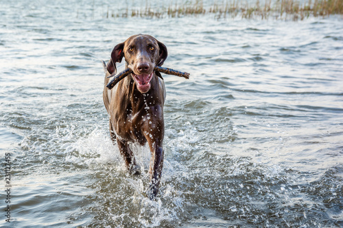 Brown Pointer running in shallow water, playing fetch