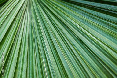 Green palm leaf blade shape pattern