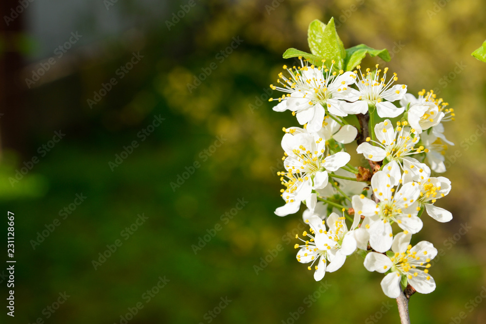 Flower of fruit trees.Blooming branch of plum tree.Spring white flower Flower of fruit trees.Blooming branch of plum tree.Spring white flower